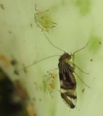 Pentacladus eucalypti