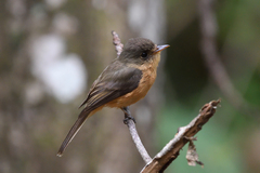 Contopus latirostris