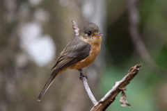 Contopus latirostris