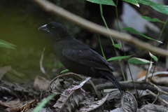 Melanospiza richardsoni