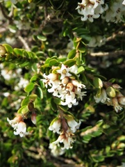Acrothamnus maccraei