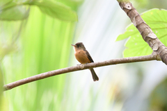 Contopus latirostris