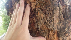 Pinus brutia eldarica