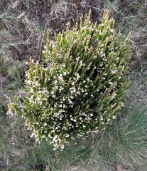 Acrothamnus maccraei