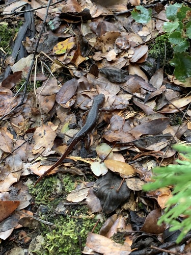 iNaturalist observation photo of Sierra Newt