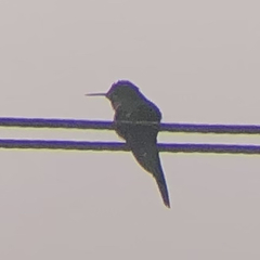 Taphrolesbia griseiventris