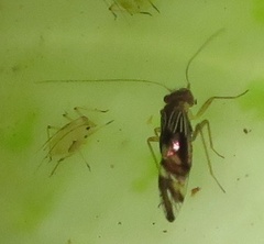 Pentacladus eucalypti