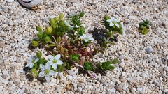 Arenaria leucadia