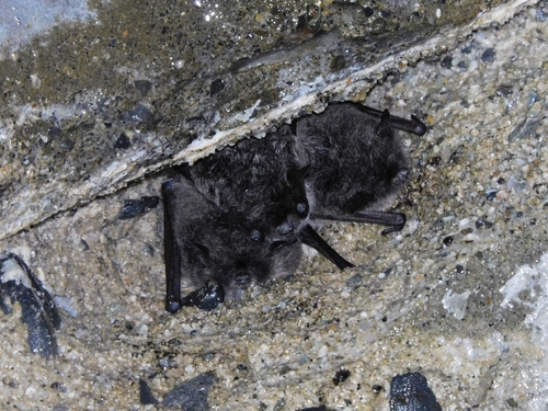 big-footed myotis