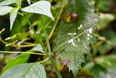 Klaprothia mentzelioides