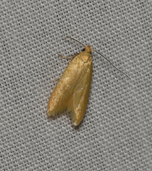 Aeolothapsa malacella