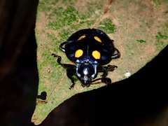 Eumorphus marginatus