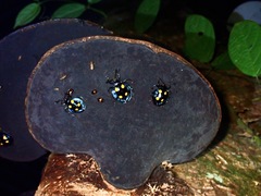 Eumorphus marginatus