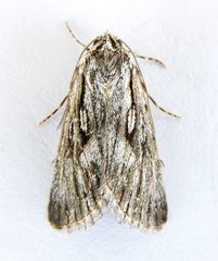 Sympistis chandleri