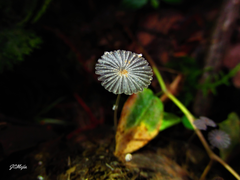 Coprinopsis ephemeroides