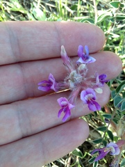 Astragalus shortianus