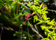 Epidendrum cochlidium