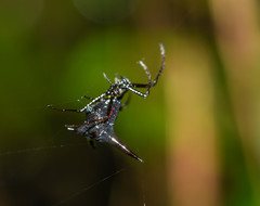 Micrathena pilaton