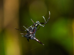 Micrathena pilaton