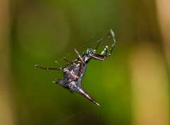 Micrathena pilaton