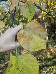 Cercis canadensis