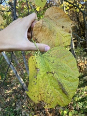 Cercis canadensis
