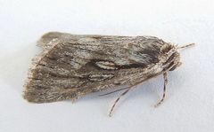 Sympistis chandleri