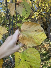 Cercis canadensis