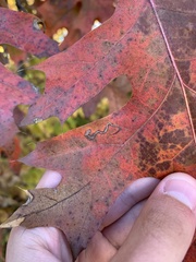 Stigmella quercipulchella