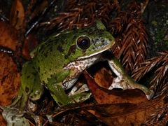 Zhangixalus arboreus