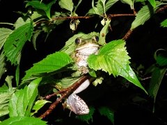 Zhangixalus arboreus