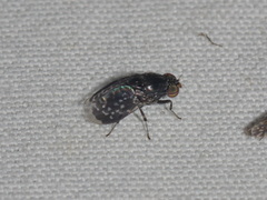 Phobeticomyia lunifera