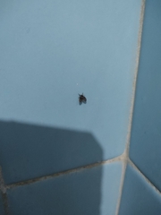 Clogmia albipunctata