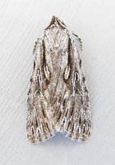 Sympistis chandleri