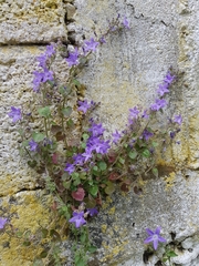 Campanula garganica cephallenica