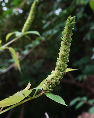 Agastache nepetoides