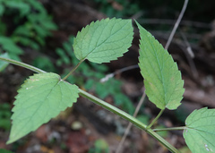 Agastache nepetoides