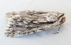 Sympistis chandleri