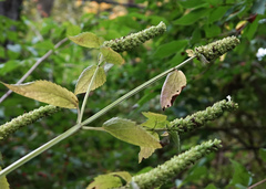Agastache nepetoides