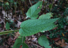 Agastache nepetoides