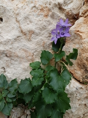 Campanula versicolor