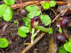 Corybas sulcatus