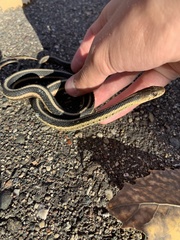 Thamnophis sirtalis sirtalis
