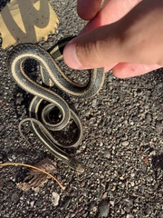 Thamnophis sirtalis sirtalis