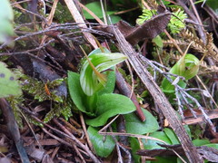 Pterostylis venosa