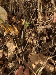 Thamnophis sirtalis sirtalis