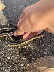 Thamnophis sirtalis sirtalis