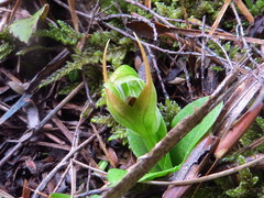Pterostylis venosa