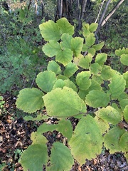 Hamamelis virginiana