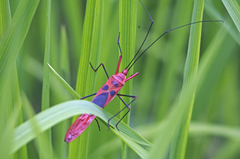 Macrocheraia grandis